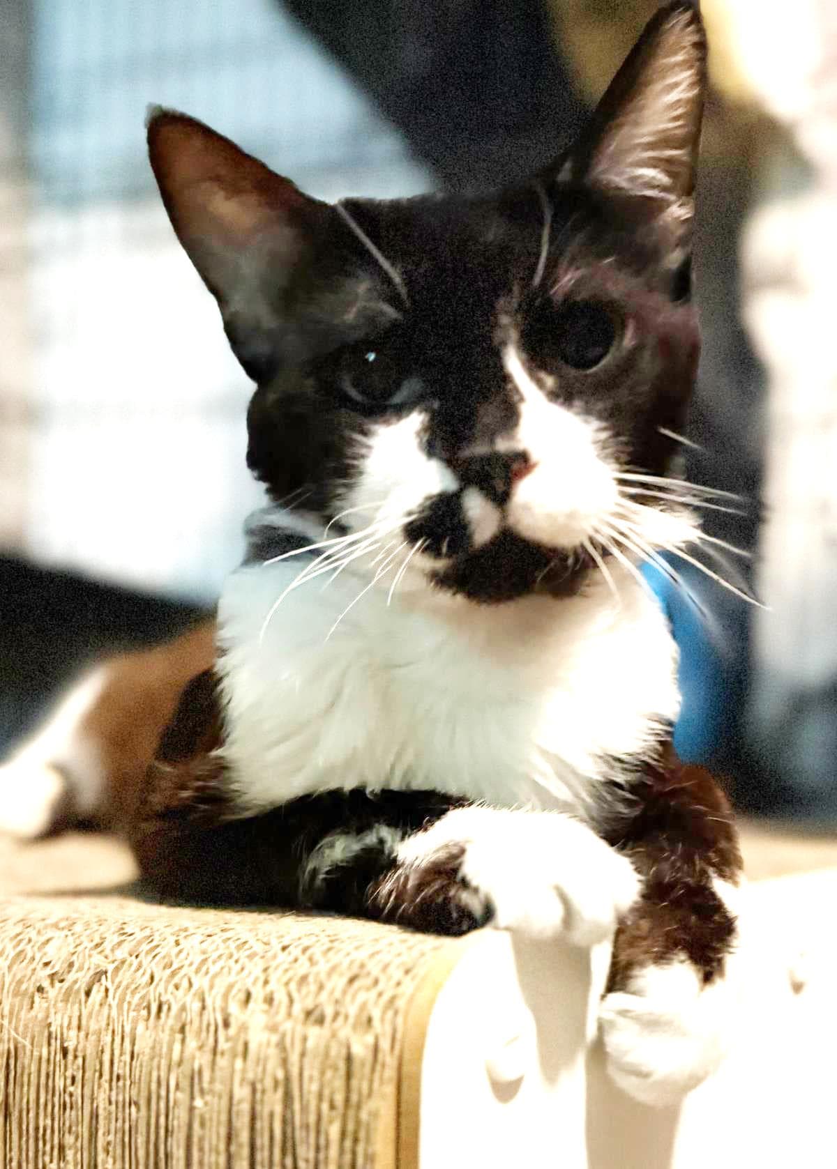 Kendrick Clawmar - Tuxedo
