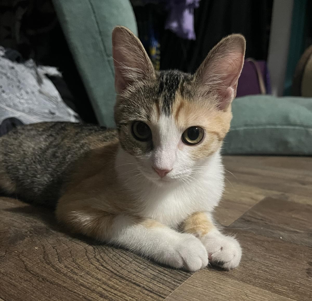 Jalapeno Brown - Domestic Medium Hair