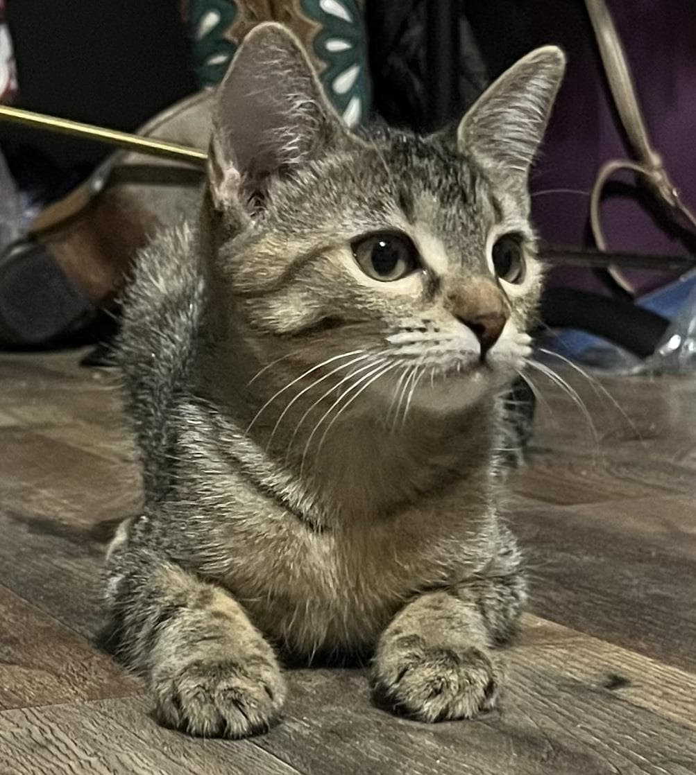 Tombstone Brown - Domestic Short Hair