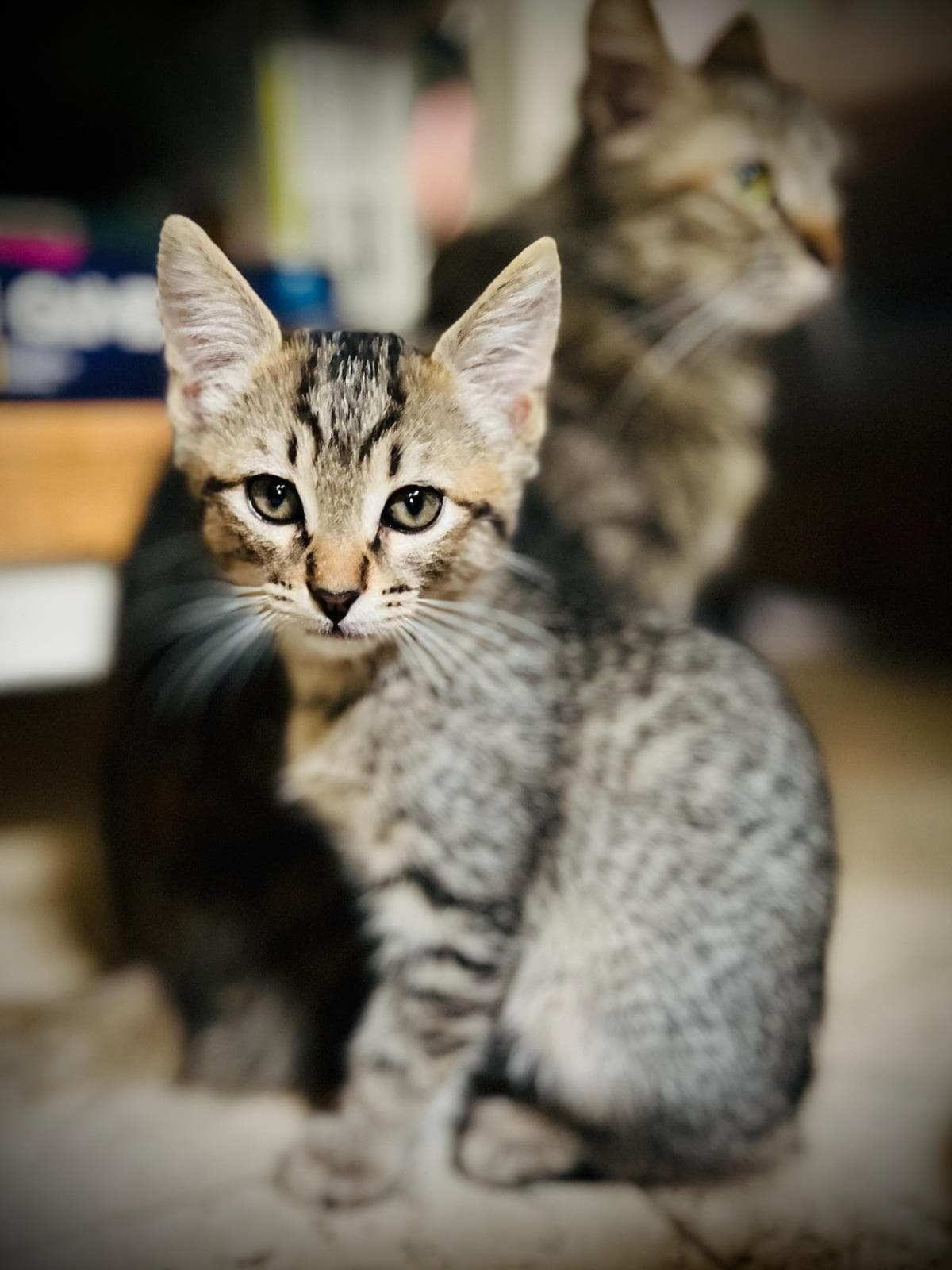 Mo Mackitten - Domestic Short Hair