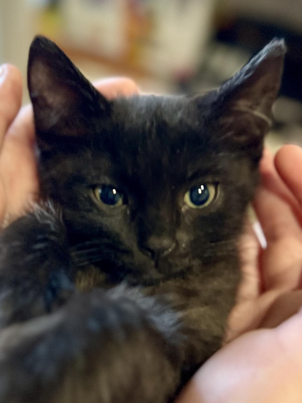 Roger Mackitten - Domestic Medium Hair