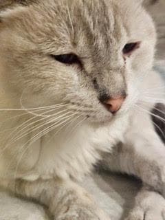 Eddie Guerrero - Domestic Short Hair