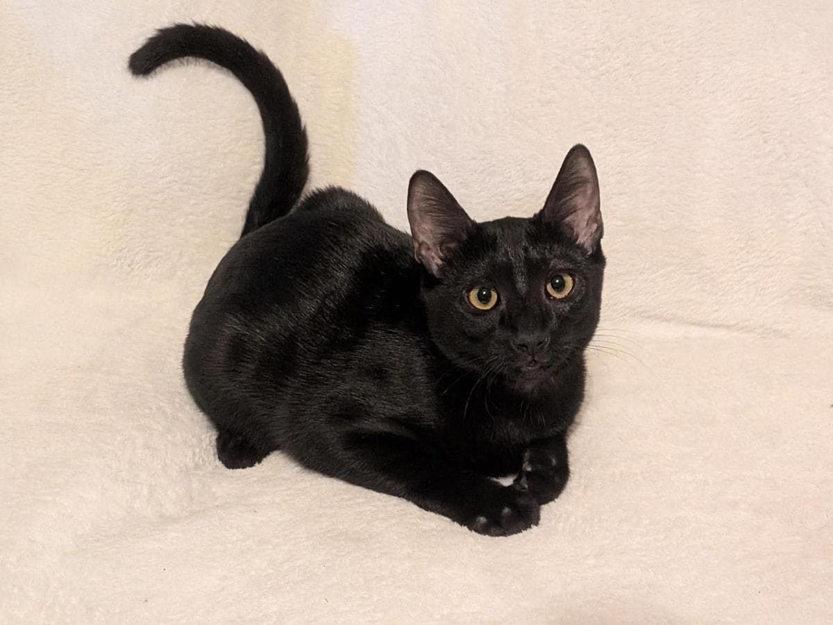 Scout Trailblazer - Domestic Short Hair
