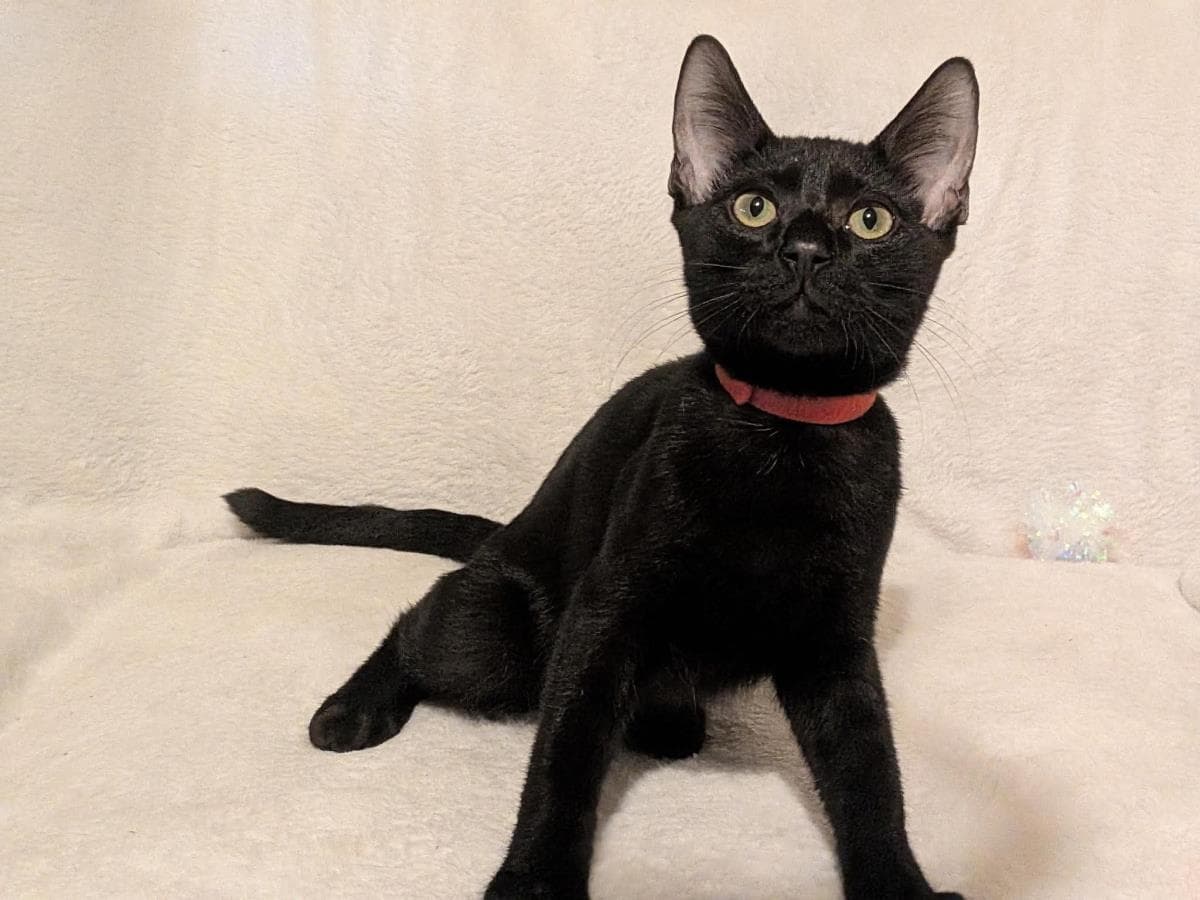Ranger Trailblazer - Domestic Short Hair
