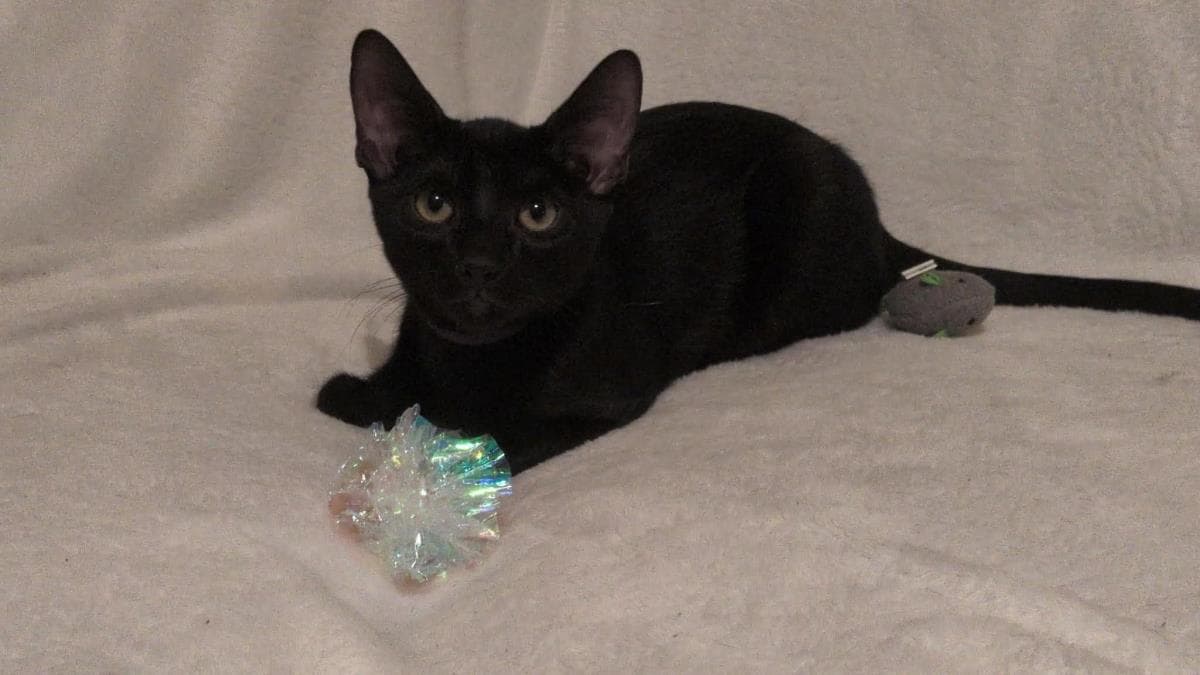 Canyon Trailblazer - Domestic Short Hair