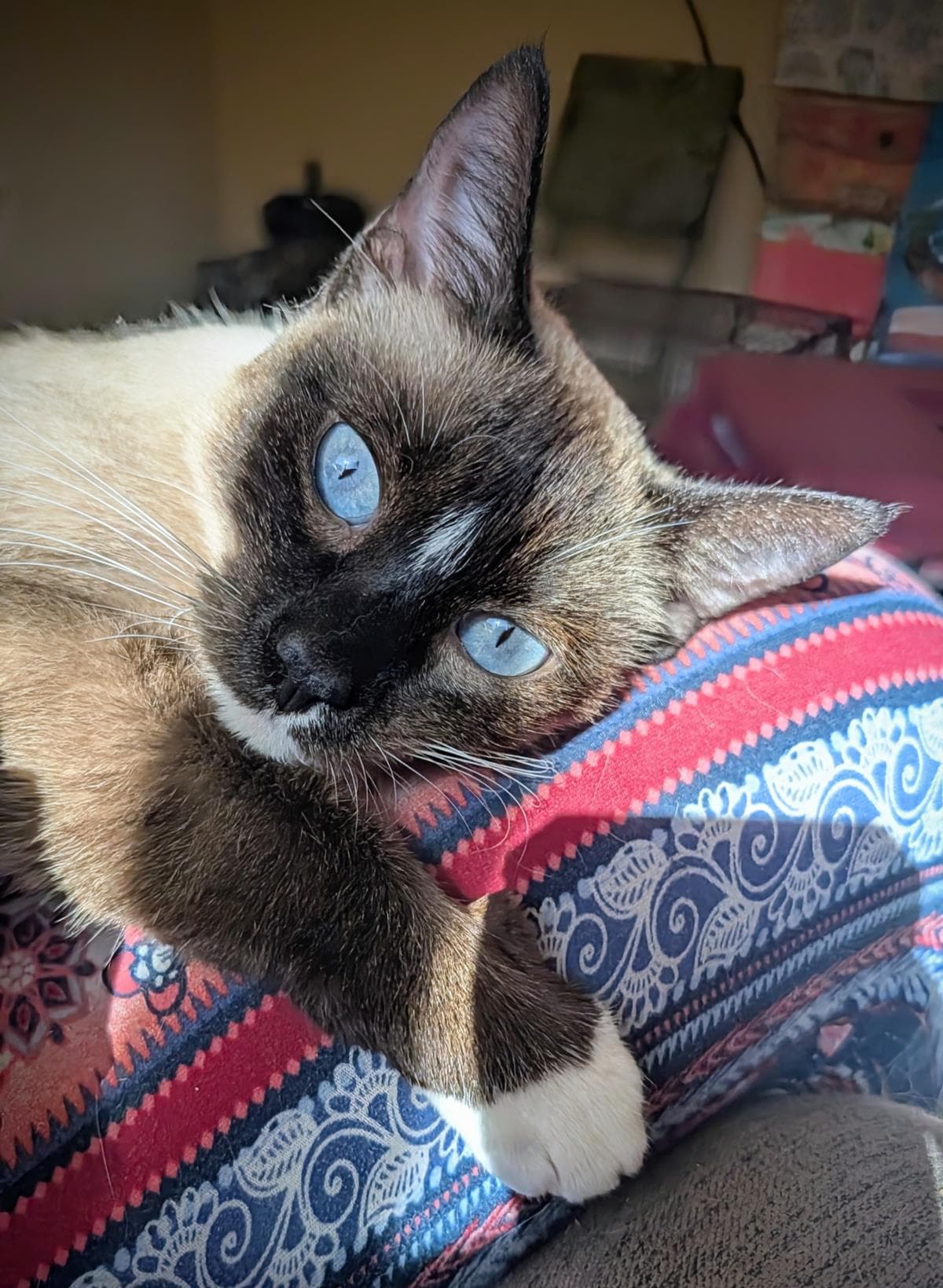 Allie Bye - Domestic Short Hair