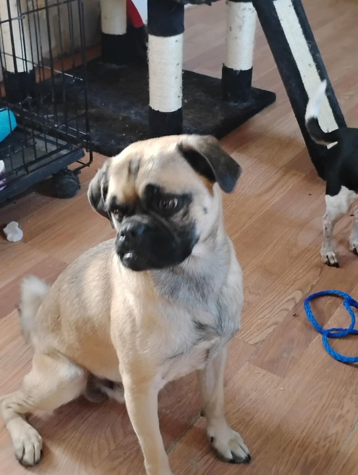 Temu Holder - Pug