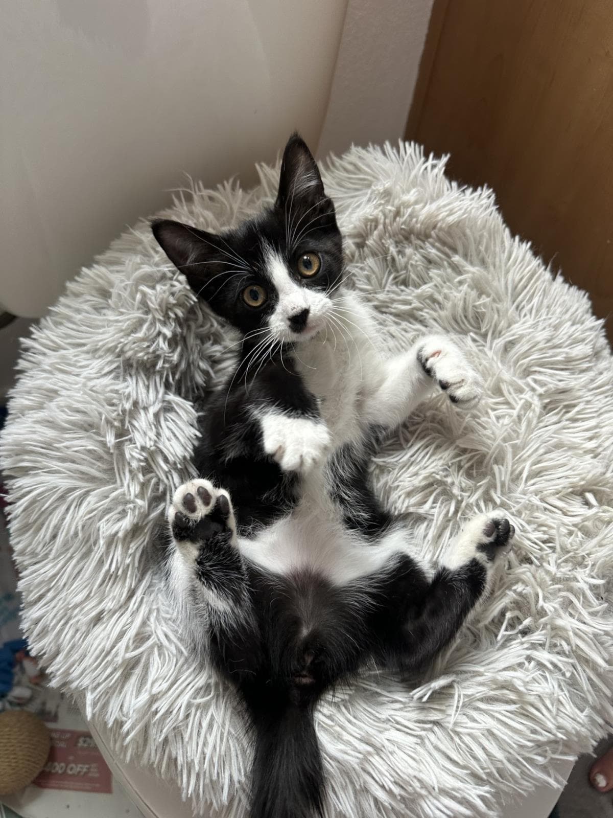 Ruby Shoes - Domestic Short Hair