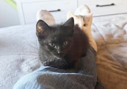 Loki Madison image 1