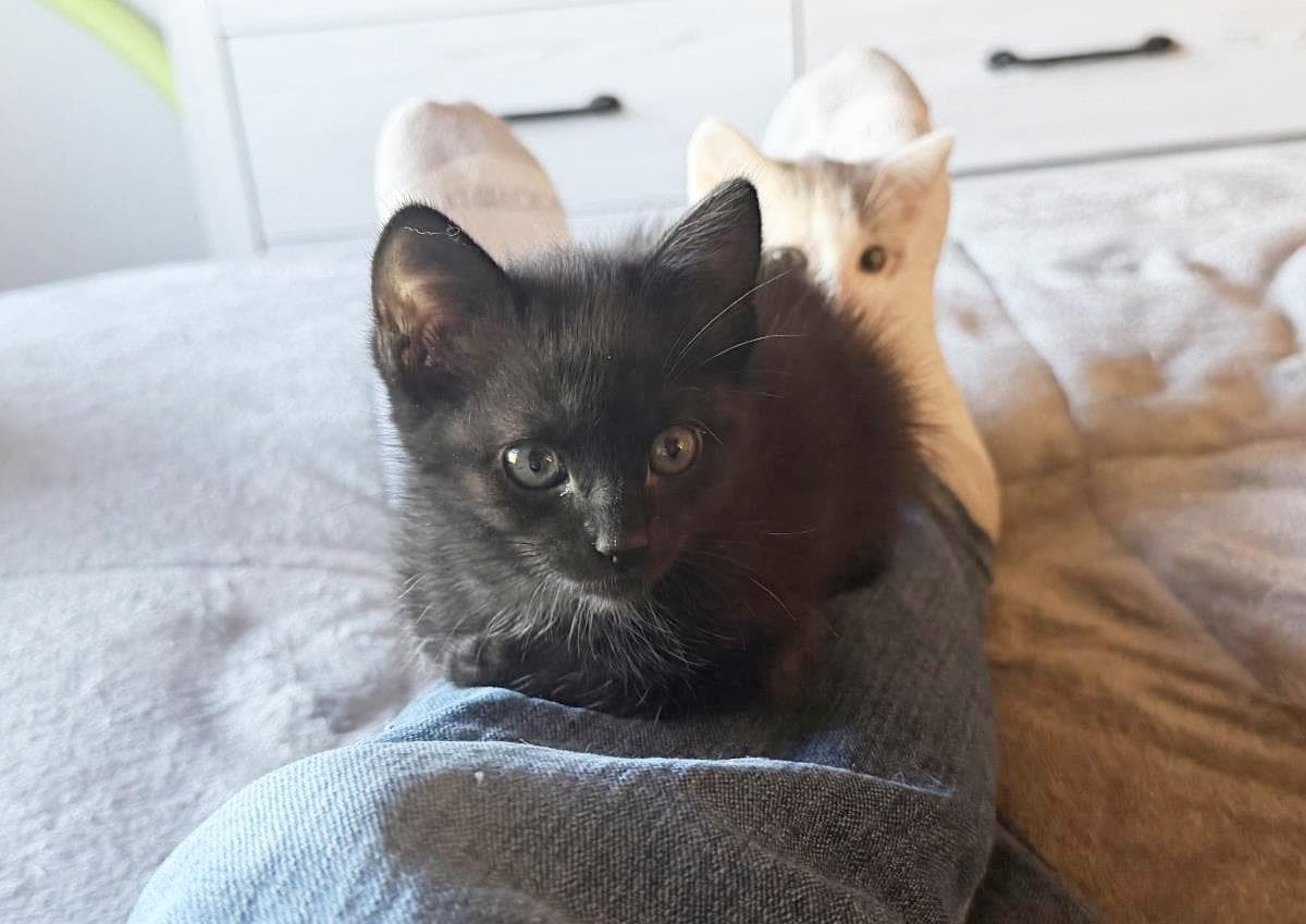 Loki Madison - Domestic Short Hair