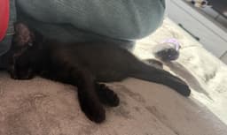 Loki Madison image 2