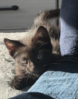 Loki Madison image 3