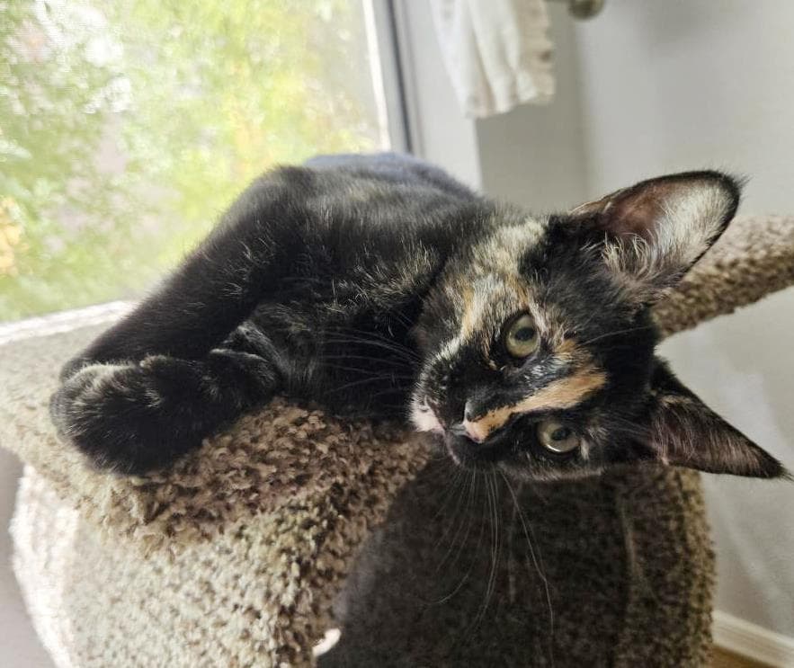Pyxis Nightsky - Tortoiseshell