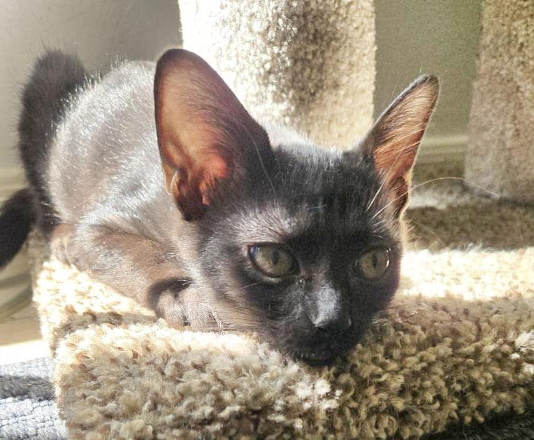 Lyra Nightsky - Domestic Short Hair
