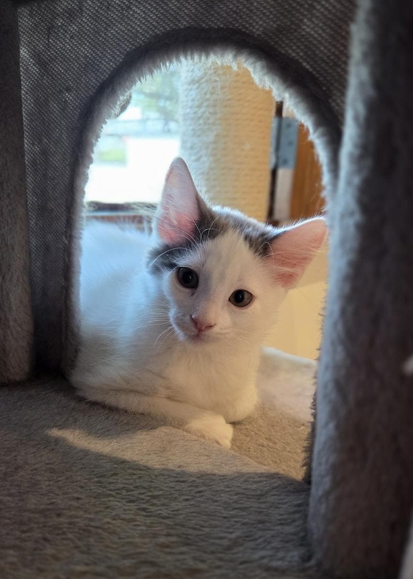 Sissy Nevermore Bonded To Eliza - Domestic Medium Hair