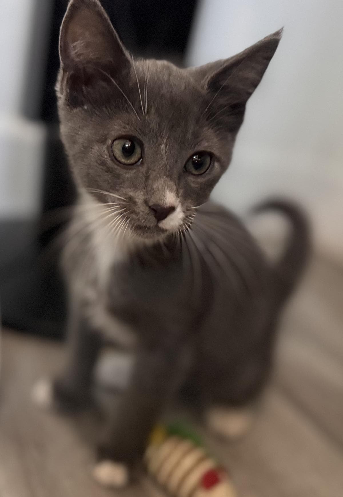 Axl Rose Rocker - Domestic Short Hair