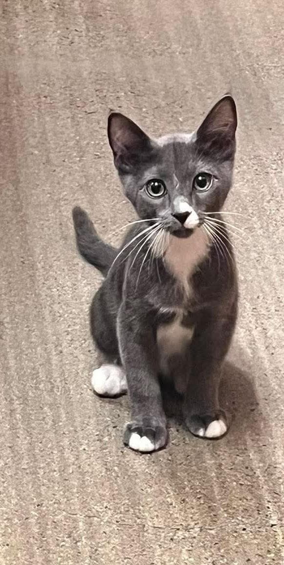 Axl Rose Rocker - Domestic Short Hair
