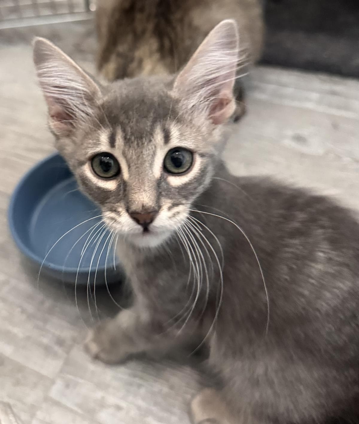 Slash Rocker - Domestic Short Hair