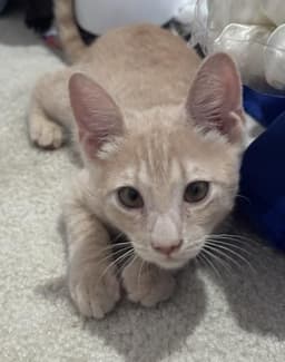 Shiloh Sunshine image 1