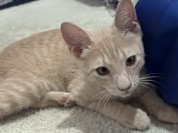 Shiloh Sunshine image 2