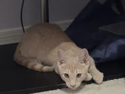 Shiloh Sunshine image 3