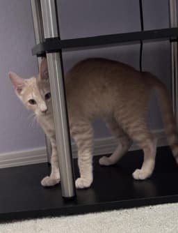 Shiloh Sunshine image 4