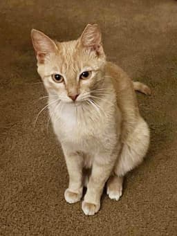 Baby Garfield image 2