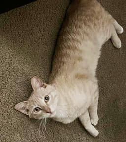 Baby Garfield image 3