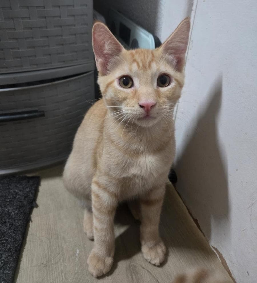 Ravioli Pasta - Domestic Short Hair
