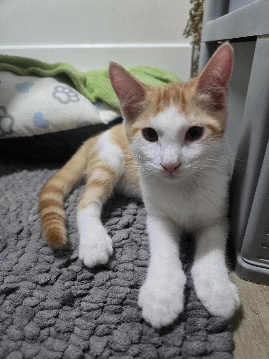 Lasagna Pasta - Domestic Short Hair