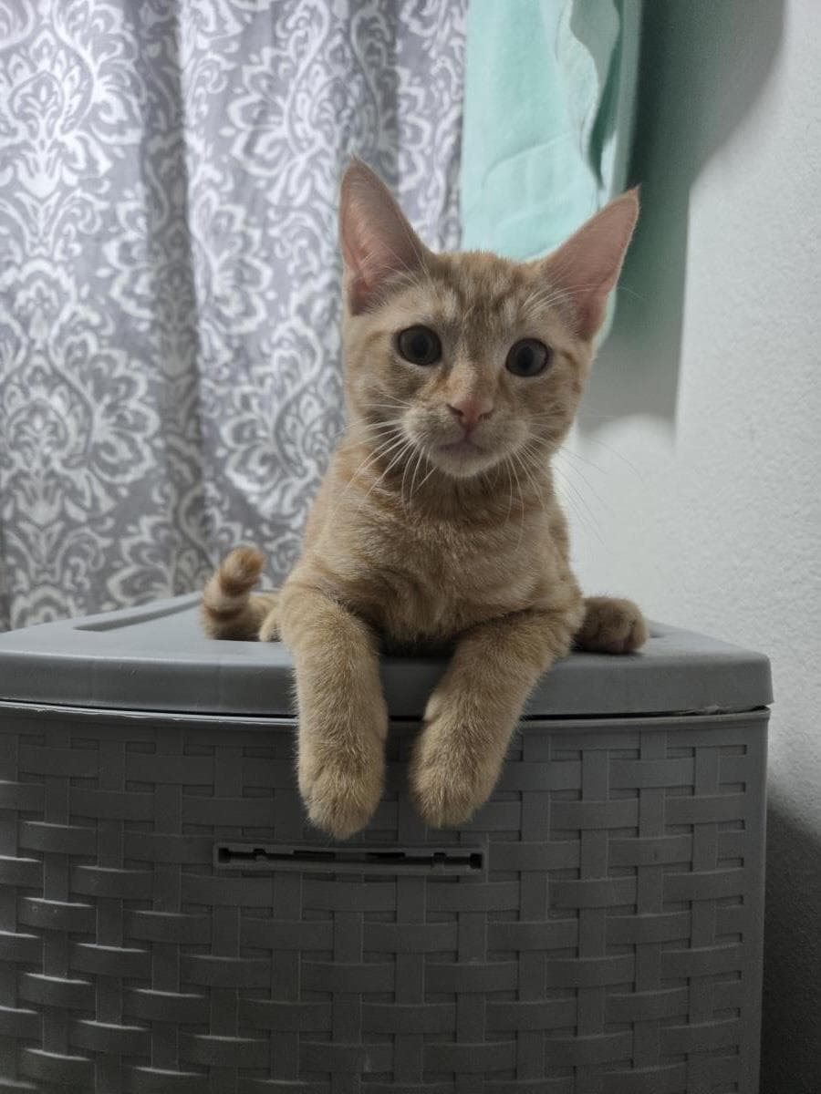 Farfalle Pasta - Domestic Short Hair