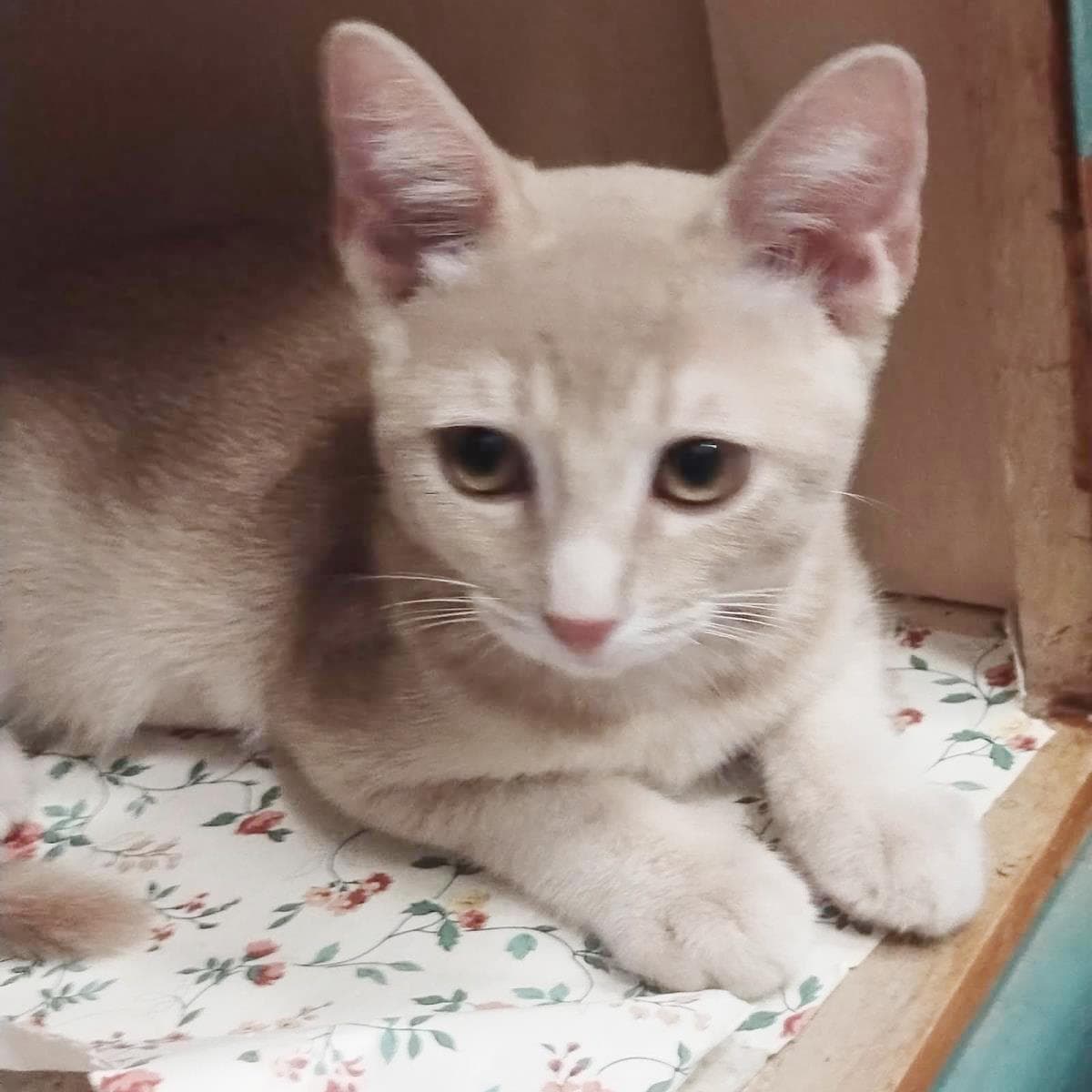 Golden Graham Cereal - Tabby