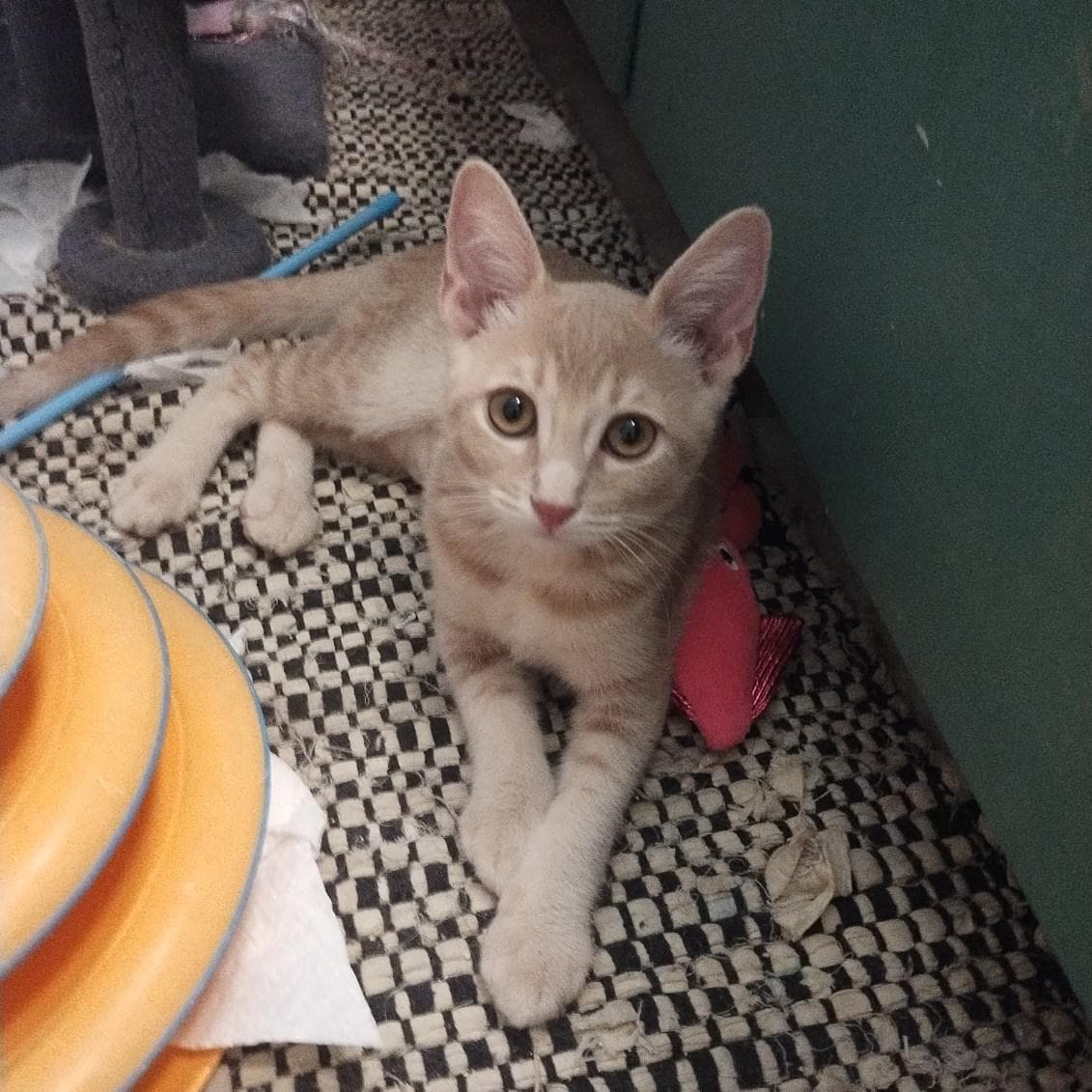 Golden Graham Cereal - Tabby