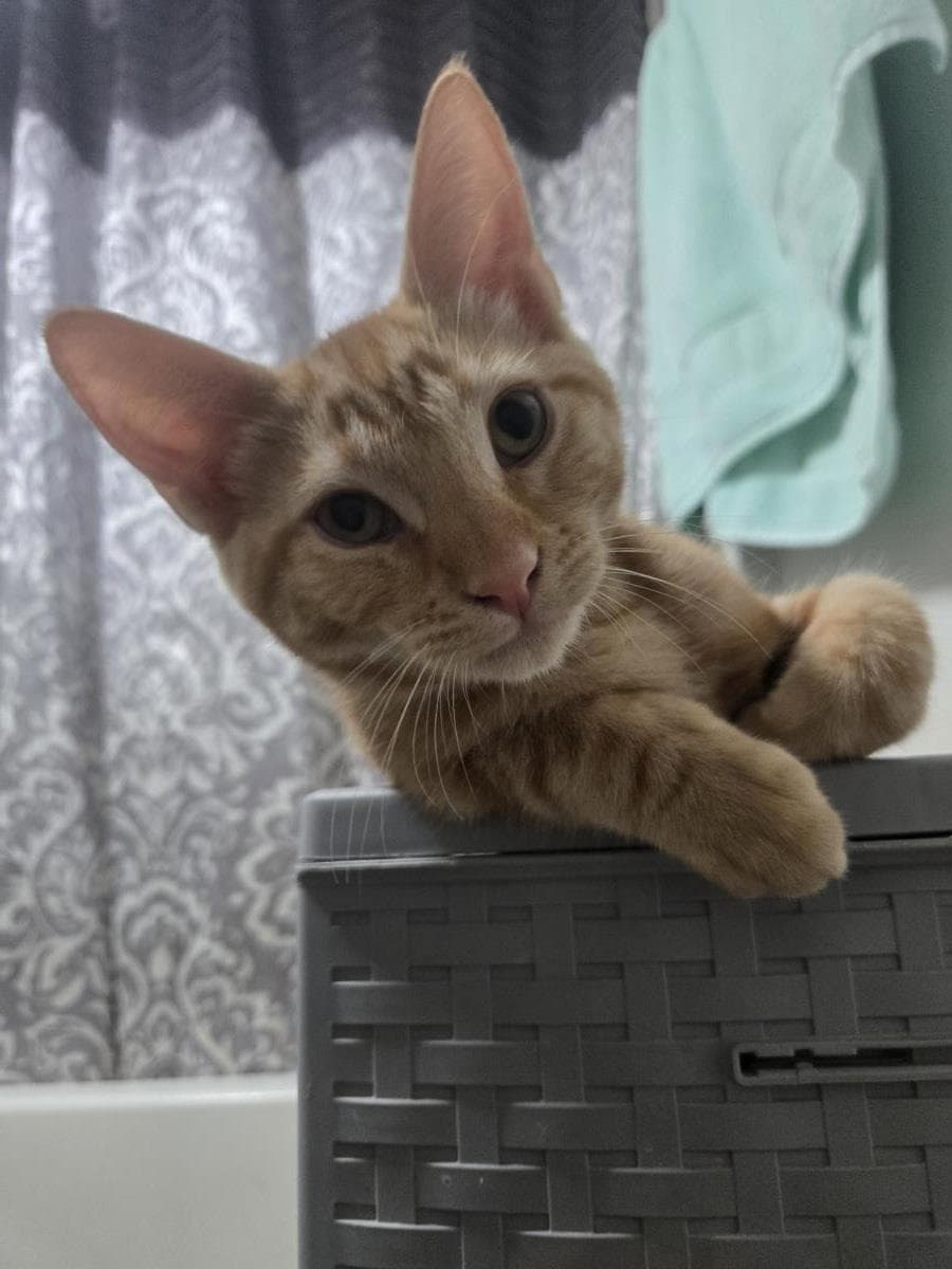 Spaghetti O Pasta - Domestic Short Hair
