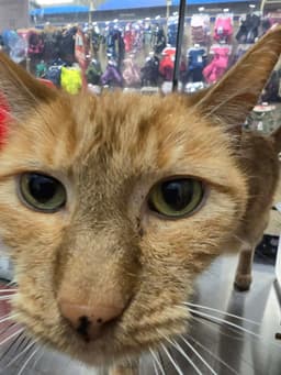 Jackie Marigold image 2
