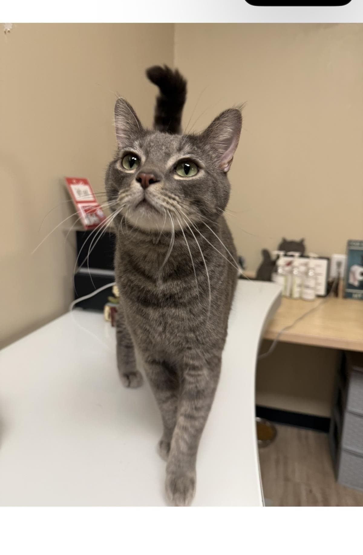 Shmoke Smoodle - Domestic Short Hair