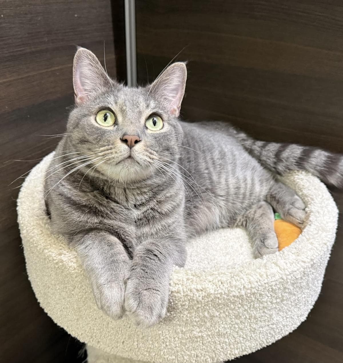Shmoke Smoodle - Domestic Short Hair