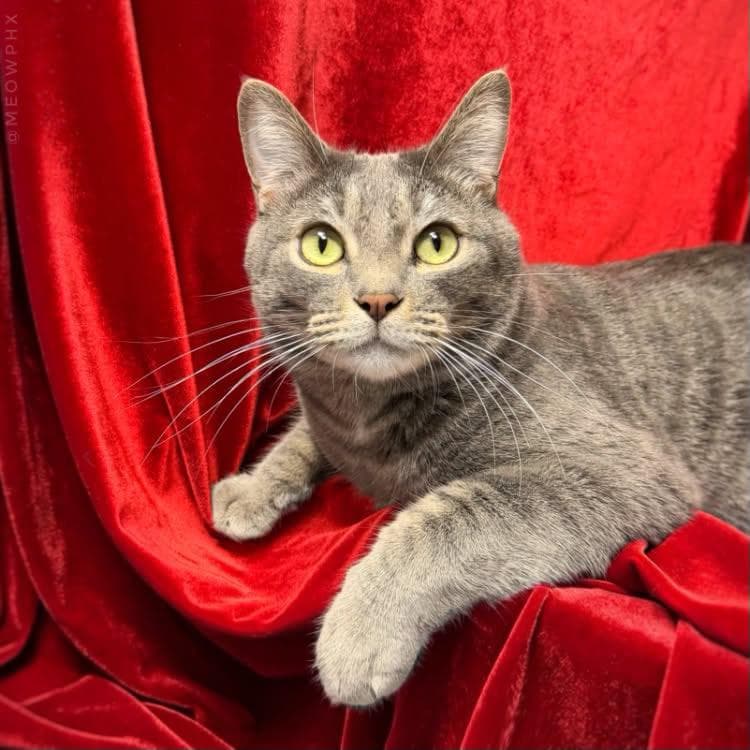 Shmoke Smoodle - Domestic Short Hair