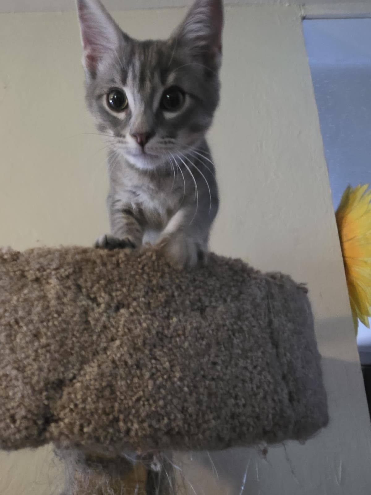 Jasper Southern - Domestic Short Hair