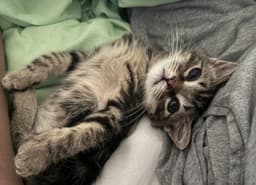 Tinker Paws image 1