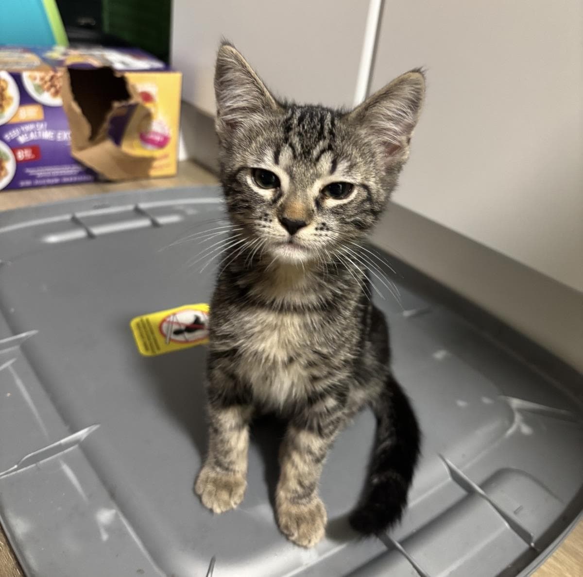 Bear Wiggles - Domestic Short Hair