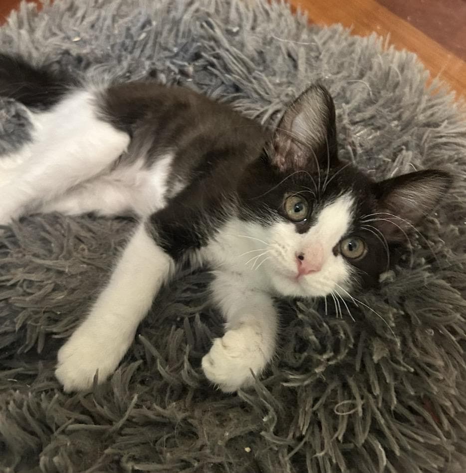Oreo-Cookie Frosting - Domestic Short Hair