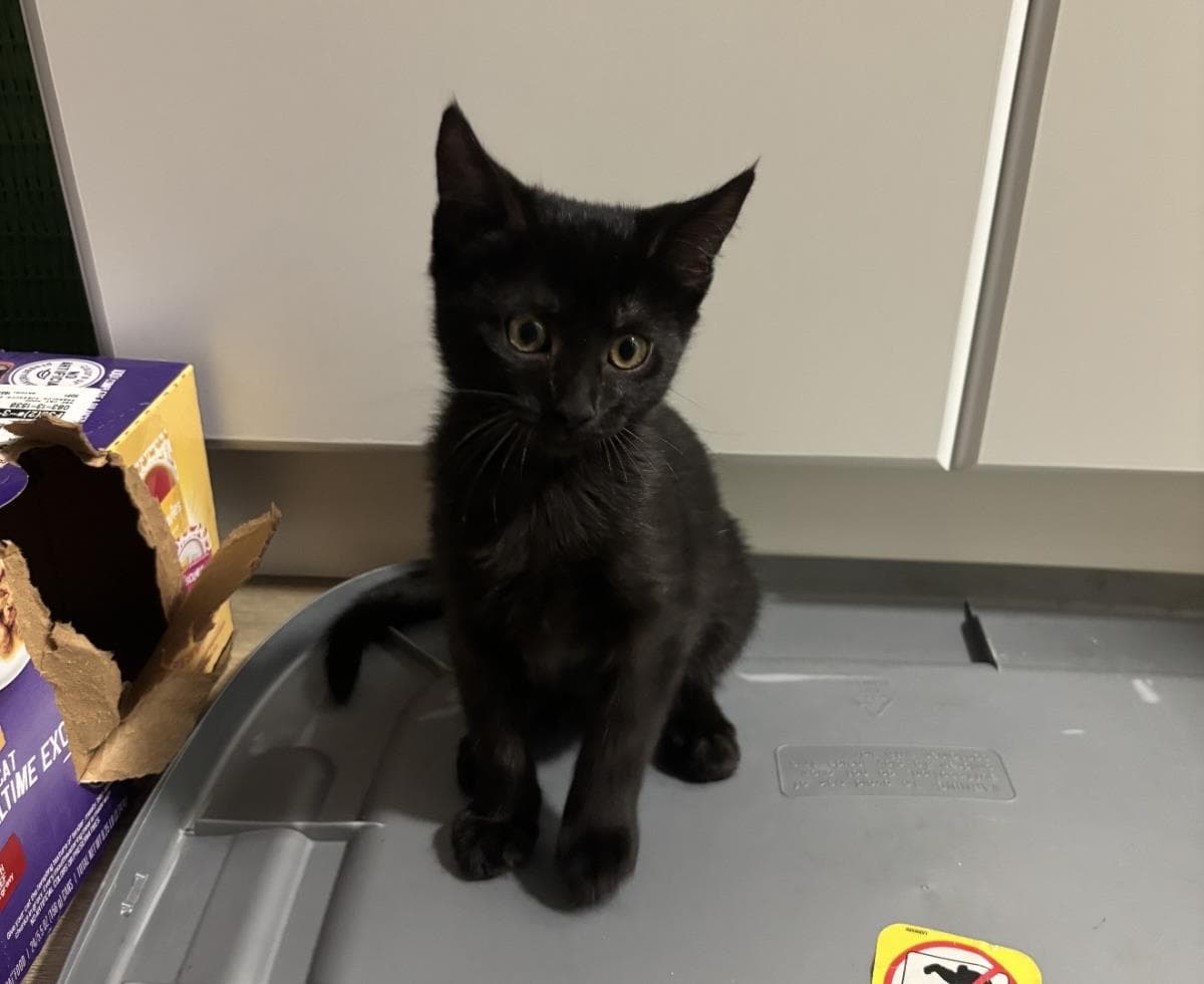 Crow Wiggles - Domestic Short Hair