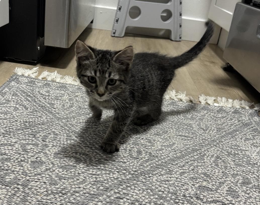 Cricket Wiggles - Domestic Short Hair
