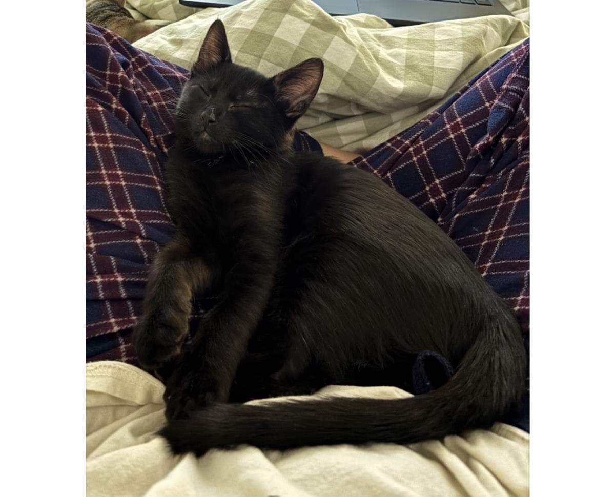Needles Wiggles - Domestic Short Hair