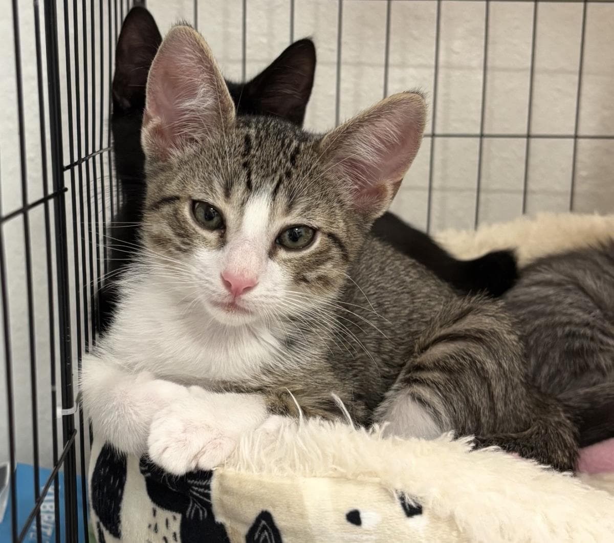 Mouse Wiggles - Domestic Short Hair