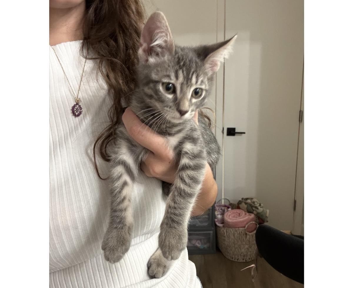 Abu Wiggles - Domestic Short Hair