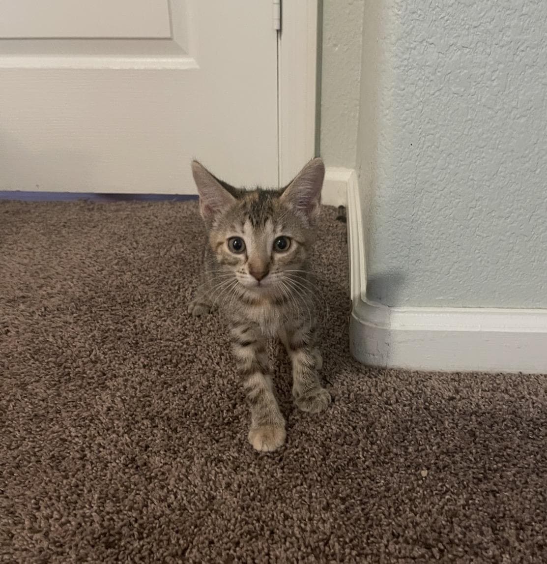 Annie Bates - Domestic Short Hair
