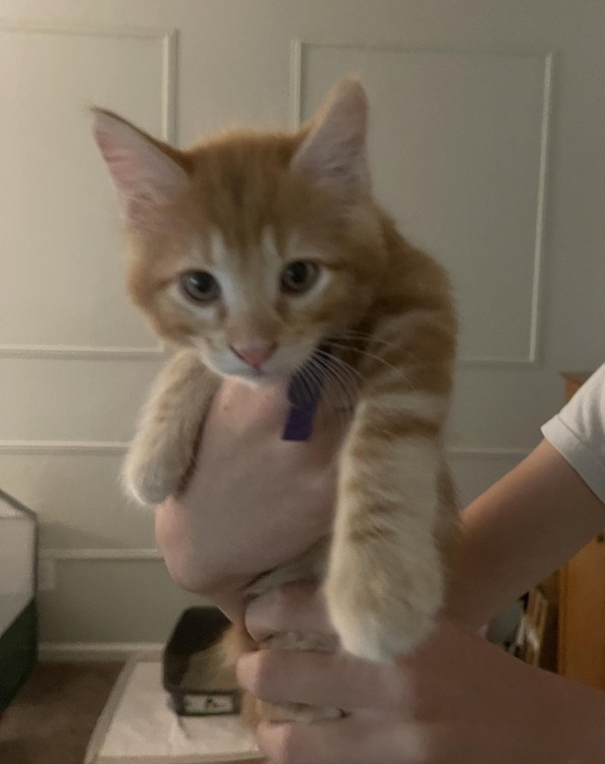 Norman Bates - Tabby