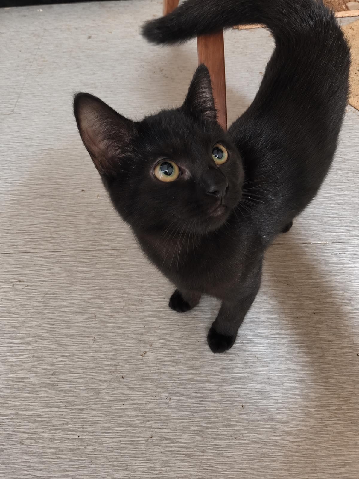 Ebony Nightfall - Domestic Short Hair